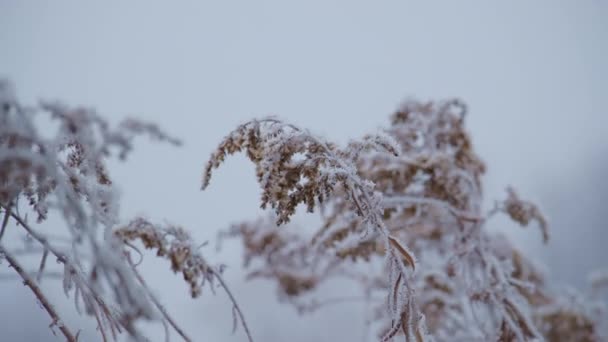 Zbliż Ujęcia Zimnej Natury Sezonowej Gałęzi Przeciwko Kryształom Lodu Tak — Wideo stockowe