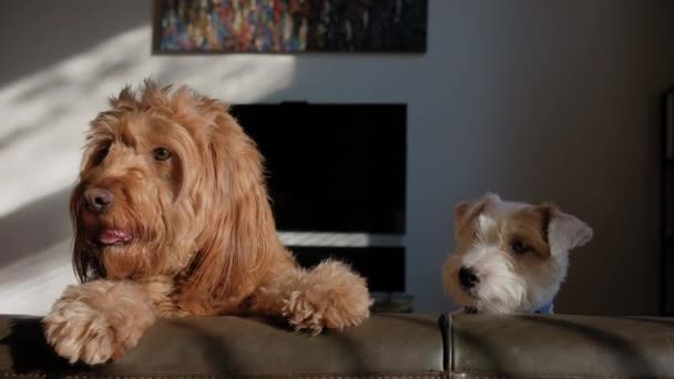 Jack Russell Cães Goldendoodle Olhar Para Câmera Casa Luz Sol — Vídeo de Stock