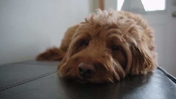 Goldendoodle Animal Estimação Casa Deitado Sofá Olhando Para Câmera Fecha — Vídeo de Stock