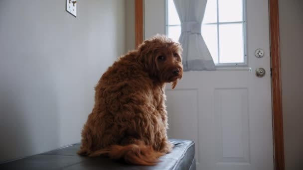 Goldendoodle Mascota Casa Sentado Sofá Mirando Cámara Vista Cerca Imágenes — Vídeo de stock