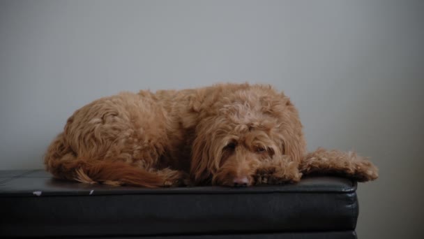 Goldendoodle Animal Estimação Casa Deitado Sofá Imagens Alta Qualidade — Vídeo de Stock
