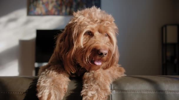 Goldendoodle Animal Estimação Casa Sentado Sofá Olhando Para Câmera Fecha — Vídeo de Stock