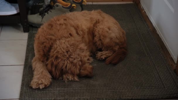 Goldendoodle Animal Estimação Casa Deitado Chão Imagens Alta Qualidade — Vídeo de Stock