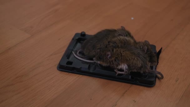 トラップ中のマウスの映像を閉じます マウスは食べ物の罠に閉じ込められた 高品質の4K映像 — ストック動画