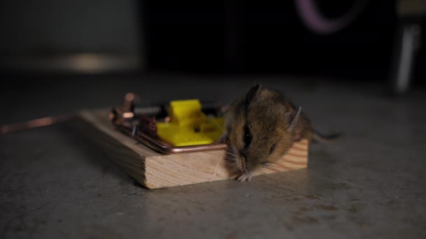 Close Shot Mouse Trap Mouse Trapped Trap Food High Quality — Stock Video
