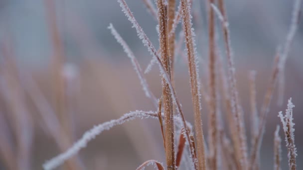 Sezonowa Zimna Natura Suchej Trawy Ciągu Dnia Tle Pola Zimowego — Wideo stockowe