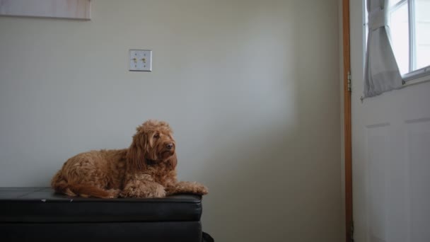 Goldendoodle Animal Estimação Casa Deitado Sofá Escuro Perto Porta Espere — Vídeo de Stock