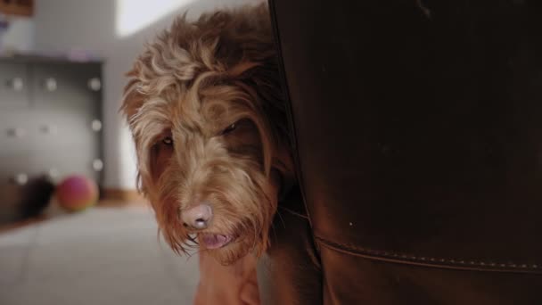 Goldendoodle Mascota Casa Sentado Sofá Mirando Cámara Vista Cerca Imágenes — Vídeos de Stock