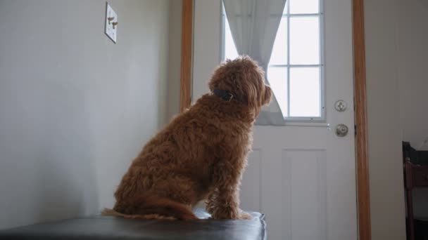 Goldendoodle Kæledyr Derhjemme Sidder Den Sorte Sofa Ser Kameraet Tæt – Stock-video