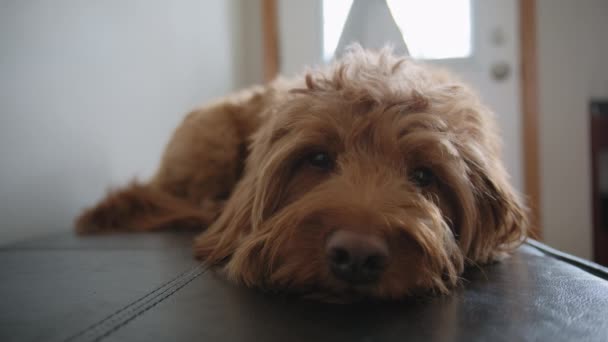 Goldendoodle Animal Estimação Casa Deitado Sofá Preto Olhando Para Câmera — Vídeo de Stock