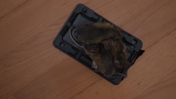 Três Ratos Armadilha Mouses Preso Uma Armadilha Rato Com Comida — Vídeo de Stock