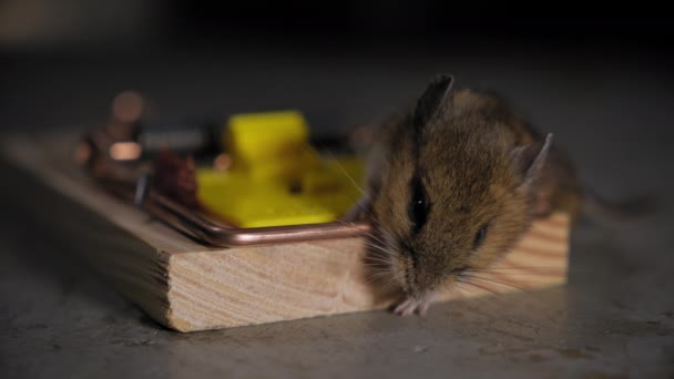 Close Shot Mouse Trap Mouse Trapped Trap High Quality Footage — Stock Video