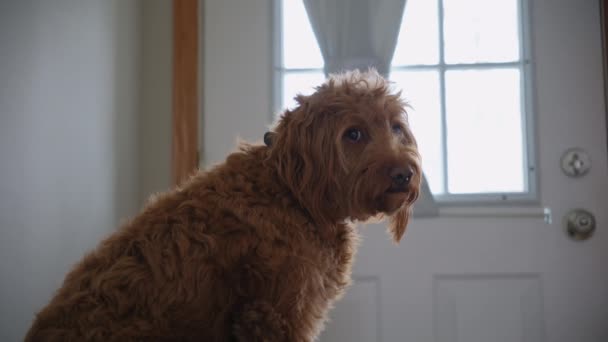 Goldendoodle Animal Estimação Casa Sentado Sofá Preto Olhando Para Câmera — Vídeo de Stock