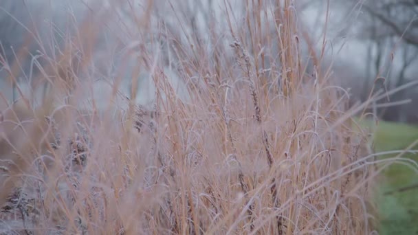 Sezonowa Zimna Natura Suchej Trawy Ciągu Dnia Polu Zimowym Kryształami — Wideo stockowe