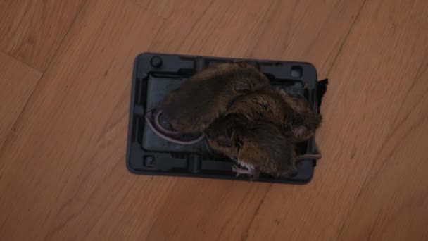Drei Mäuse Der Falle Mäuse Die Mit Nahrung Einer Mausefalle — Stockvideo