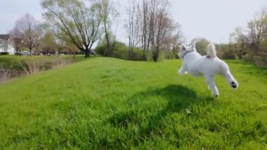 Köpek Jack Russell Terrier baharda yeşili çalıştırıyor. Yüksek kalite 4k görüntü