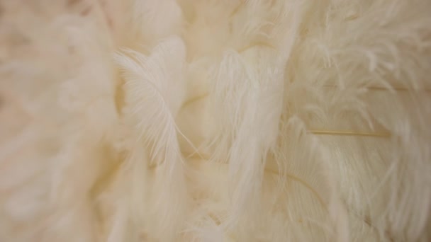 Елемент Одягу Ангельських Крил Крупним Планом Високоякісні Кадри — стокове відео