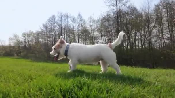 Anjing Jack Russell Terrier Menjalankan Lapangan Hijau Musim Semi Pemandangan — Stok Video