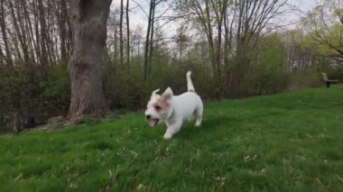 Köpek Jack Russell Terrier baharda yeşili çalıştırıyor. Yavaş çekim. Yüksek kalite 4k görüntü