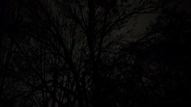 Yıldırımın arka planında bir ağacın silueti. Şiddetli yağmur, aile evlerinin yakınındaki sokağa yağıyor. Fırtına günü. - Evet. Yüksek kalite 4k görüntü