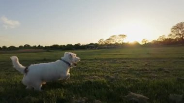 Köpek Jack Russell Terrier parkta koşuyor. Yüksek kalite 4k görüntü