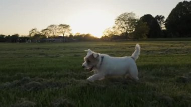 Köpek Jack Russell Terrier parkta koşuyor. Ağır çekim. Yüksek kalite 4k görüntü