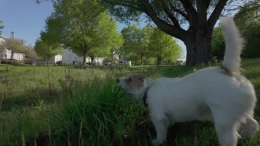 Köpek Jack Russell çiğniyor, çimlerdeki dişleri temizliyor. Hayvan bakımı. Yüksek kalite 4k görüntü