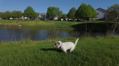 Jack Russel Terrier köpeği parkta çimlere kakasını yapıyor. Yüksek kalite 4k görüntü