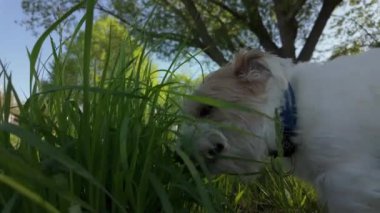 Köpek Jack Russell çiğniyor, çimlerdeki dişleri temizliyor. Hayvan bakımı. Kapatın. Yüksek kalite 4k görüntü