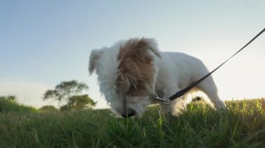 Köpek Jack Russell çiğniyor, çimlerdeki dişleri temizliyor. Hayvan bakımı. Manzarayı kapat. Yüksek kalite 4k görüntü