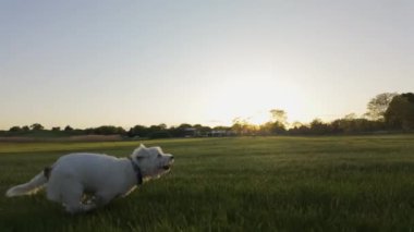 Köpek Jack Russell Terrier parkta koşuyor. Yavaş çekim. Yüksek kalite 4k görüntü