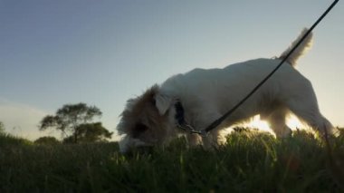 Köpek Jack Russell çiğniyor, çimlerdeki dişleri temizliyor. Hayvan bakımı. Yakın çekim. Yüksek kalite 4k görüntü