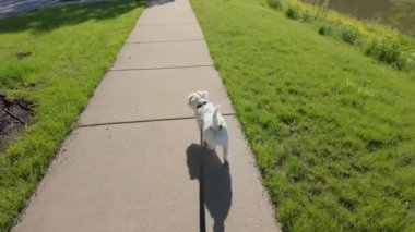 Parkta bir köpekle yürüyüş. Sokakta yürüyen sevimli Jack Russell Terrier. Geniş açı. Yüksek kalite 4k görüntü