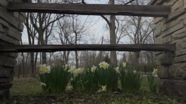 Daffodils, Narcissus, yellow Daffodil flowers blooming in spring garden park, Wide footage. High quality 4k footage
