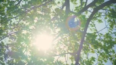 Ormandaki parlak yeşil ağaç yapraklarının arasından gün ışığına bakıyorum. Zoom atışı. Yüksek kalite 4k görüntü