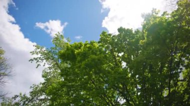 Ormanda parlak yeşil ağaç yaprakları. Geniş açı. Yüksek kalite 4k görüntü