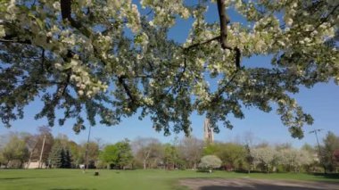 Güneşli bir baharda çiçek açan beyaz erik ağacı. Naperville 'de halka açık bir park. Yüksek kalite 4k görüntü