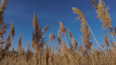 Pampas 'ın rüzgarda mavi gökyüzüne doğru eserken geniş açılı görüntüsü. Yüksek kalite 4k görüntü
