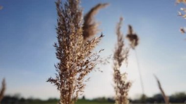 Pampas 'ın rüzgarda esen çimlerini güneş ışığında mavi bir gökyüzüne yakın çekimde çek. Yüksek kalite 4k görüntü