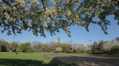 Güneşli bir baharda çiçek açan beyaz erik ağacı. Naperville 'de halka açık bir park. Geniş açı. Yüksek kalite 4k görüntü