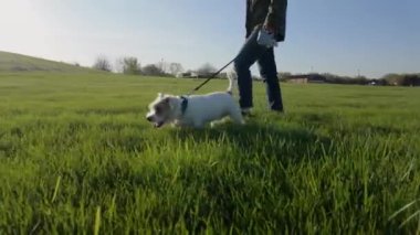 Bir kadın köpeğiyle parkta yürür. seyahat konsepti. Gün batımında çekimleri kapat. Ağır çekim. Yüksek kalite 4k görüntü