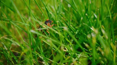 Ağustos Böceği 'nin yakın çekim görüntüleri yerden yükseliyor. Güneşli bir günde birçok ağustos böceği çimlerin üzerinde oturuyor. - Evet. Yüksek kalite 4k görüntü