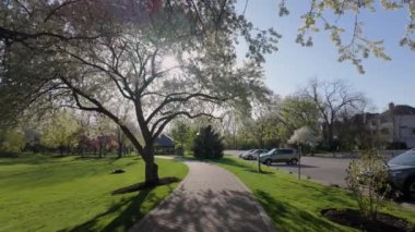 Güneşli bir baharda çiçek açan beyaz erik ağacı. Halk parkı. Kamera görüntüsünü değiştir. Yüksek kalite 4k görüntü