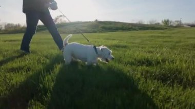 Gün batımında köpeğiyle parkta yürüyen bir kadın. Ağır çekim. Yüksek kalite 4k görüntü