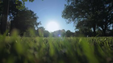 Güneşli bir günde yeşil çimen ağaçlarıyla halka açık bir park. Yüksek kalite 4k görüntü