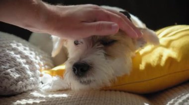 El sahibi, Jack Russell 'ın köpeğini evde güneş ışığında yastıklarla kanepede yatarken okşar. - Evet. Yüksek kalite 4k görüntü