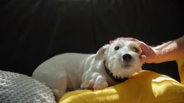 El sahibi, Jack Russell 'ın köpeğini evde güneş ışığında yastıklarla kanepede yatarken okşar. Kapatın. Yüksek kalite 4k görüntü