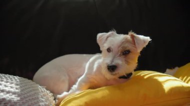 Bir Jack Russell köpeğinin evdeki yastıklarıyla kanepelere uzanmış güneş ışığını yakından izle. - Evet. Yüksek kalite 4k görüntü