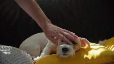 El sahibi, Jack Russell 'ın köpeğini evde güneş ışığında yastıklarla kanepede yatarken okşar. Manzarayı kapat. Yüksek kalite 4k görüntü