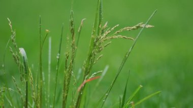 Yeşil çimlerin üzerine yaz yağmuru damlalarının yakın plan çekimi. Yağmur damlayan zemin. Yüksek kalite 4k görüntü